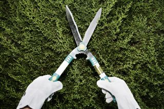Close-up of hands snipping bush with garden shears