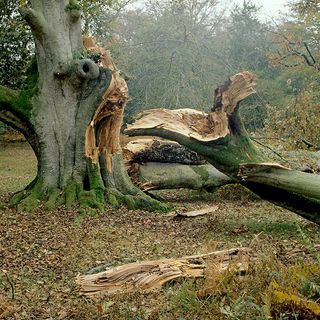 Storm damage 16 October 1987, to ancient beech tree in New Forest, Hampshire