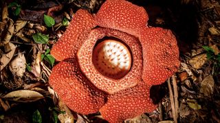 Rafflesia in The Green Planet