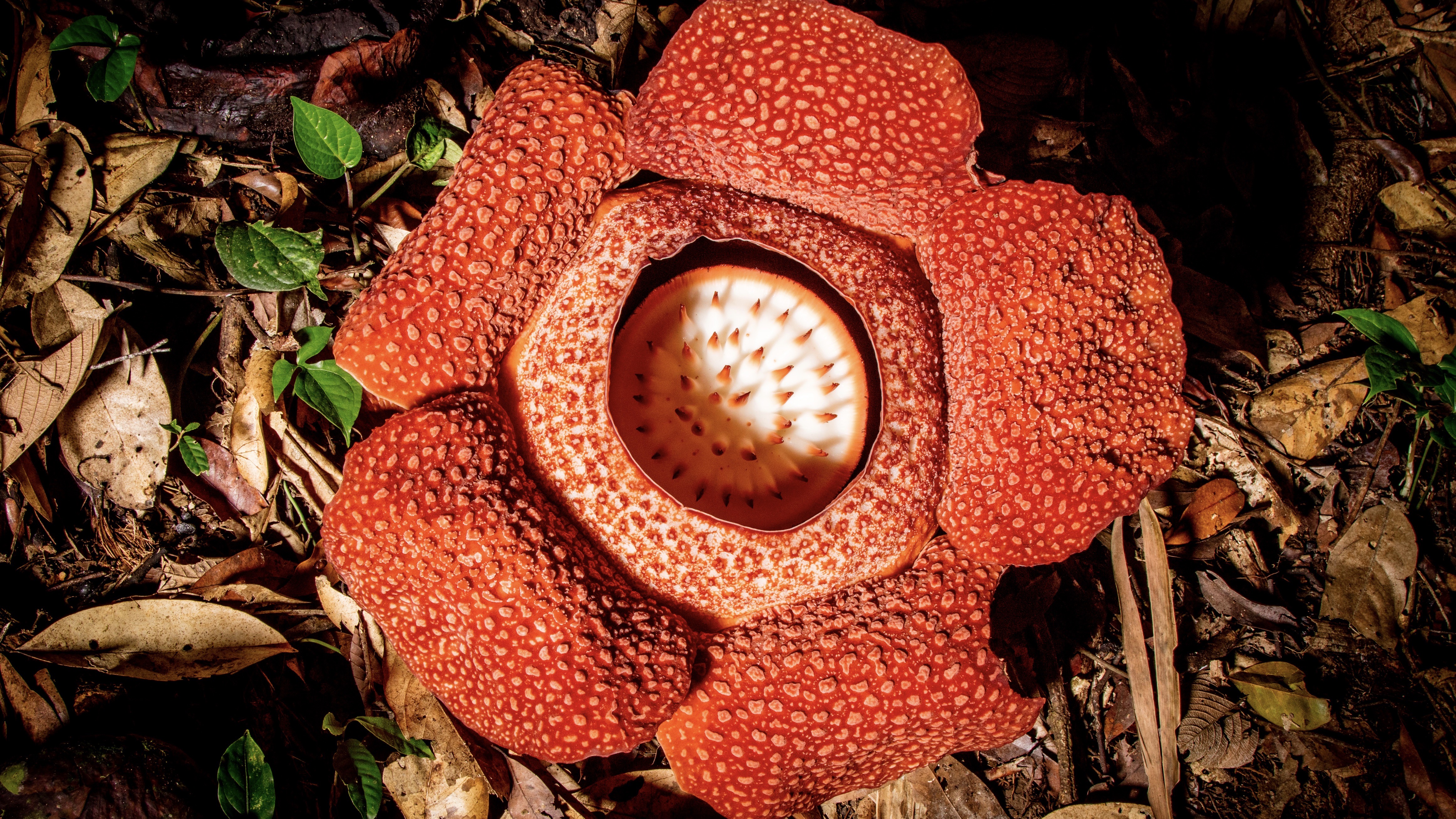 Rafflesia en El planeta verde