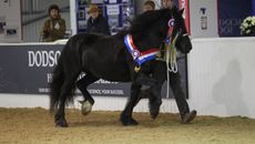 rare breed horses