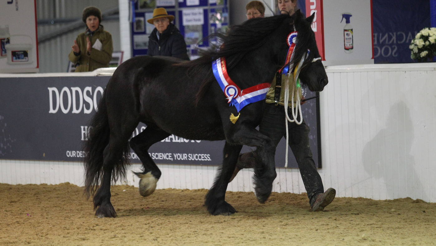 rare breed horses