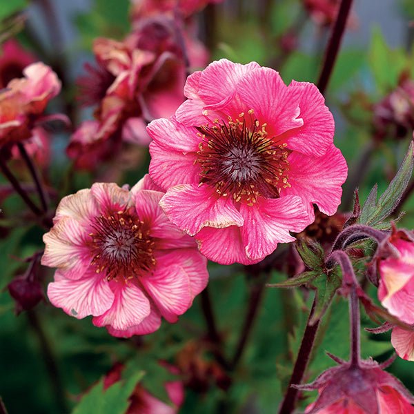 Tempo&amp;trade; Rose Geum