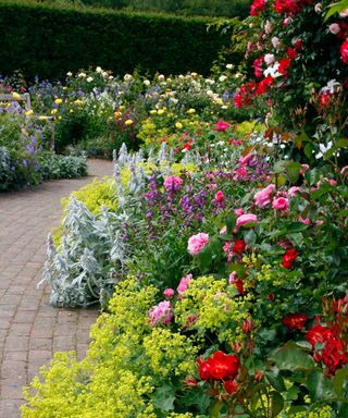 A scented summer garden filled with fragrant plants