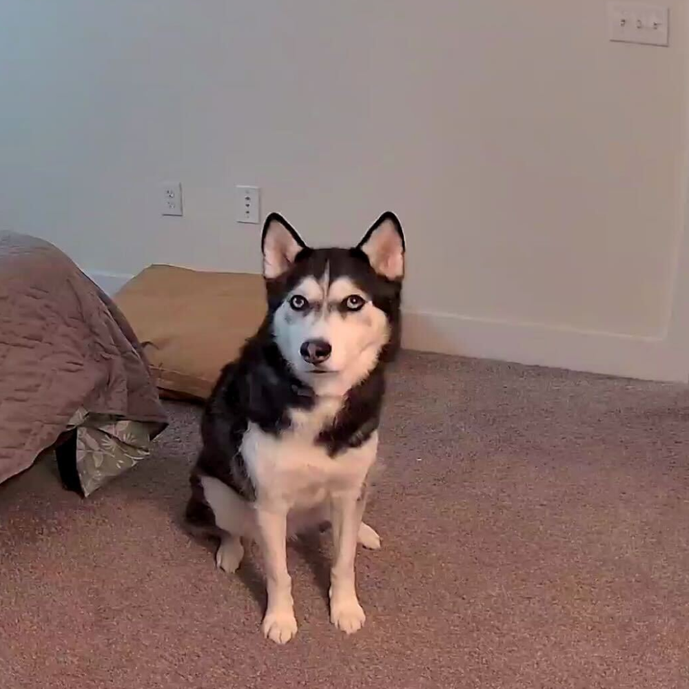 A screenshot of Barbara's dog from the Furbo 360 Dog Camera, one of the best pet cameras