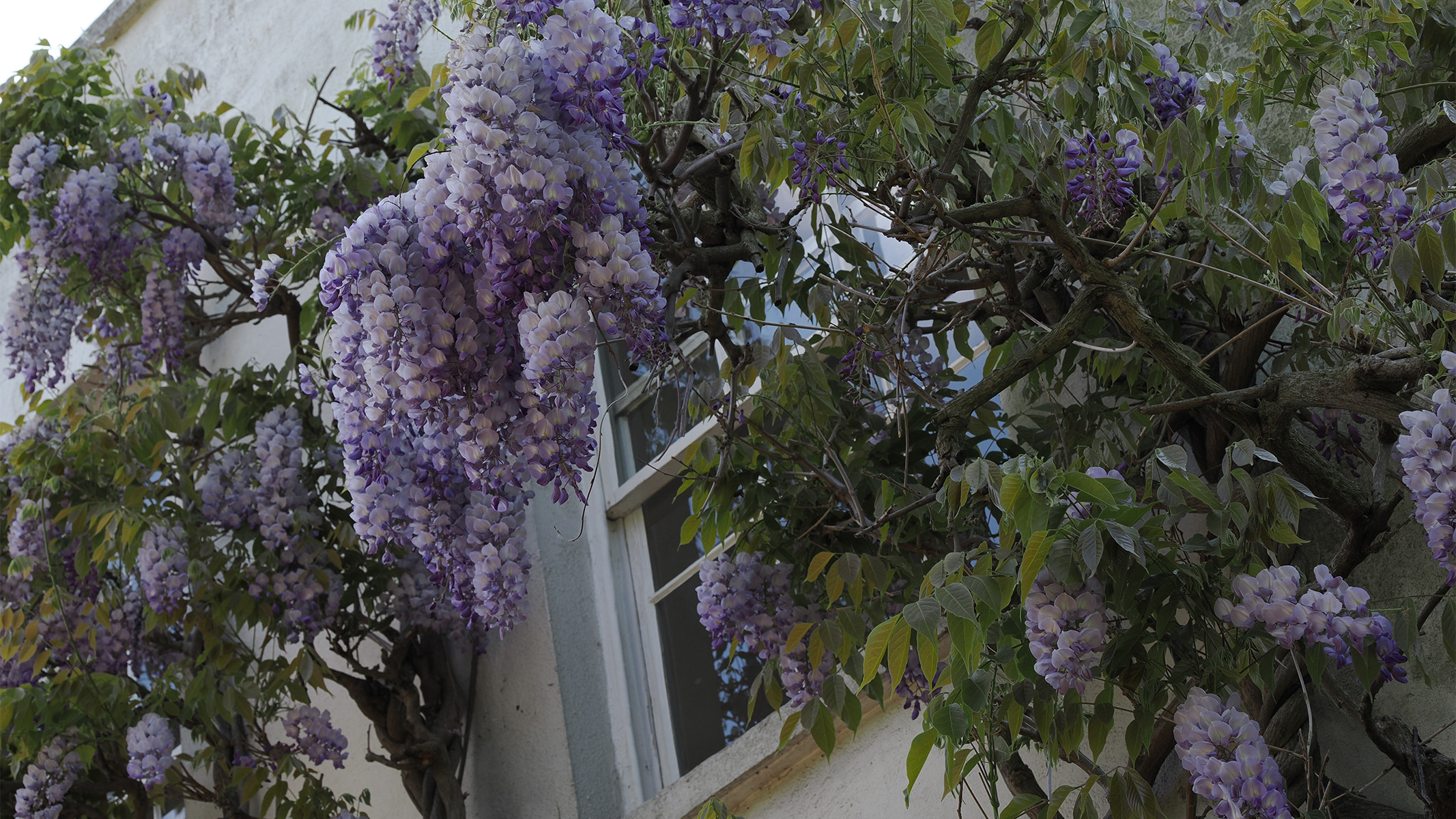 purple wisteria hanging from a house