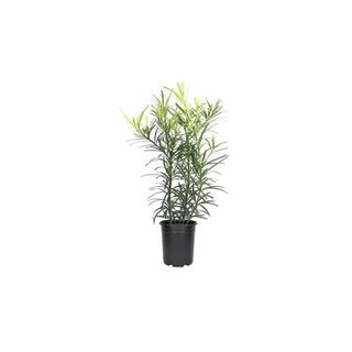 Podocarpus Macrophyllus - 12 Live Plants - 4