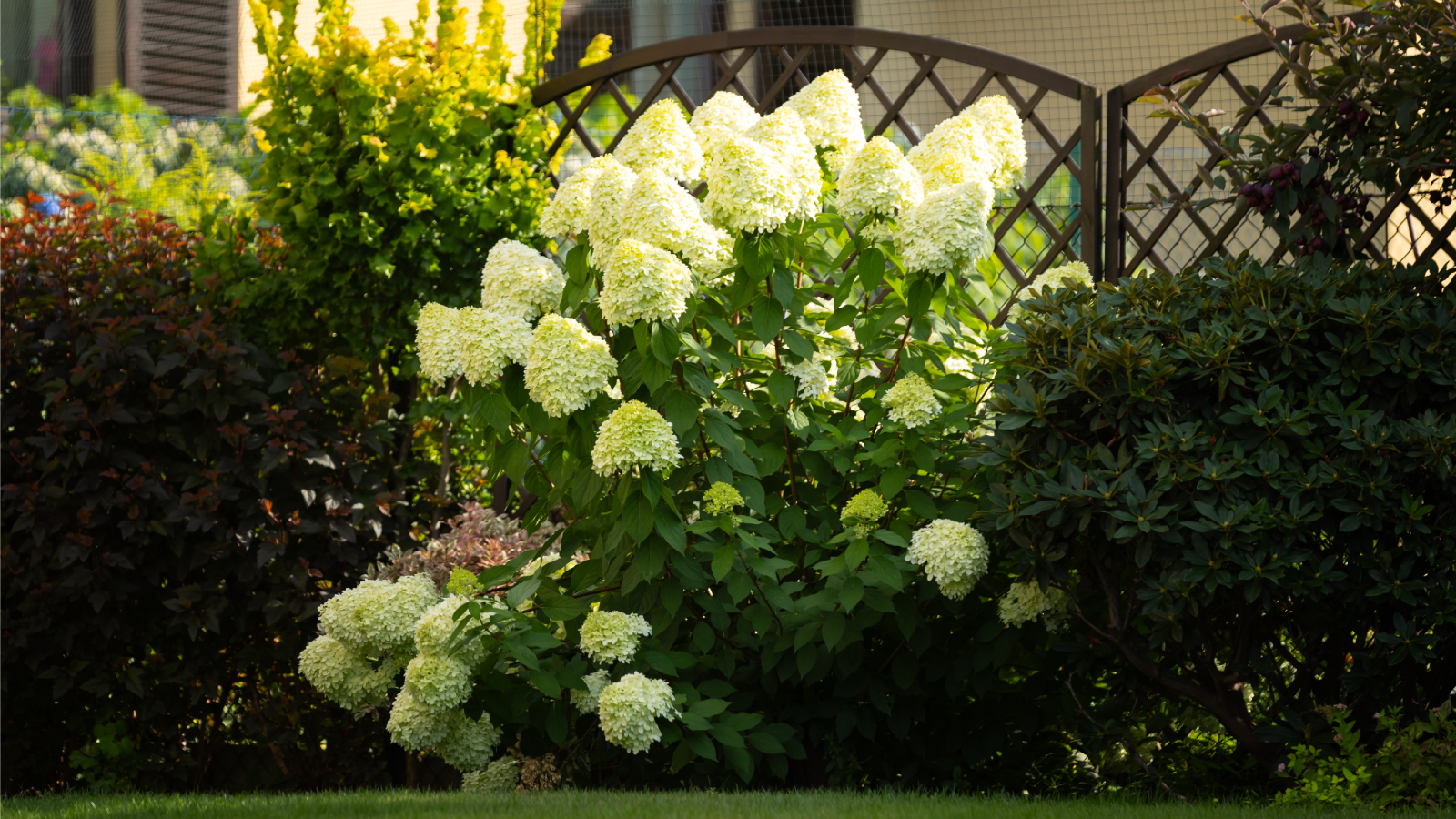 Limelight hydrangea in yard