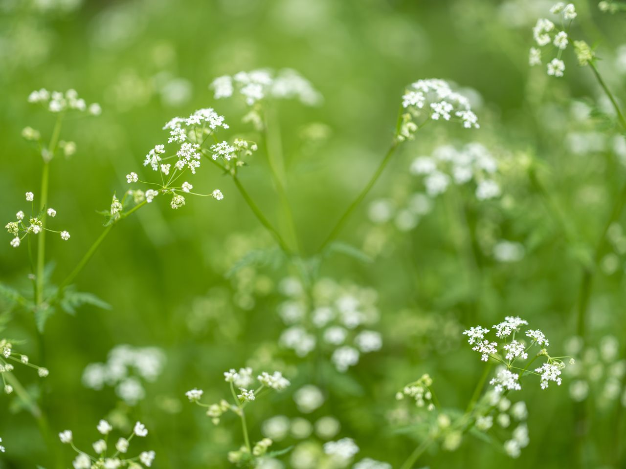 Fujifilm GFX100S