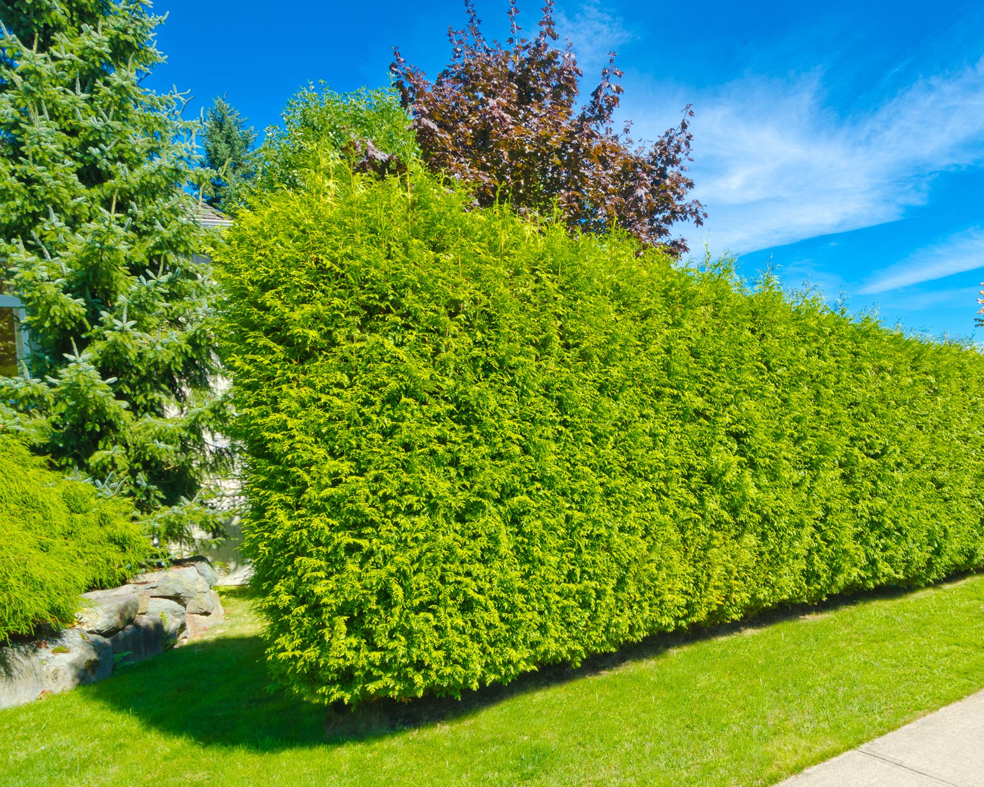 Hedge serving as green fence in front yard
