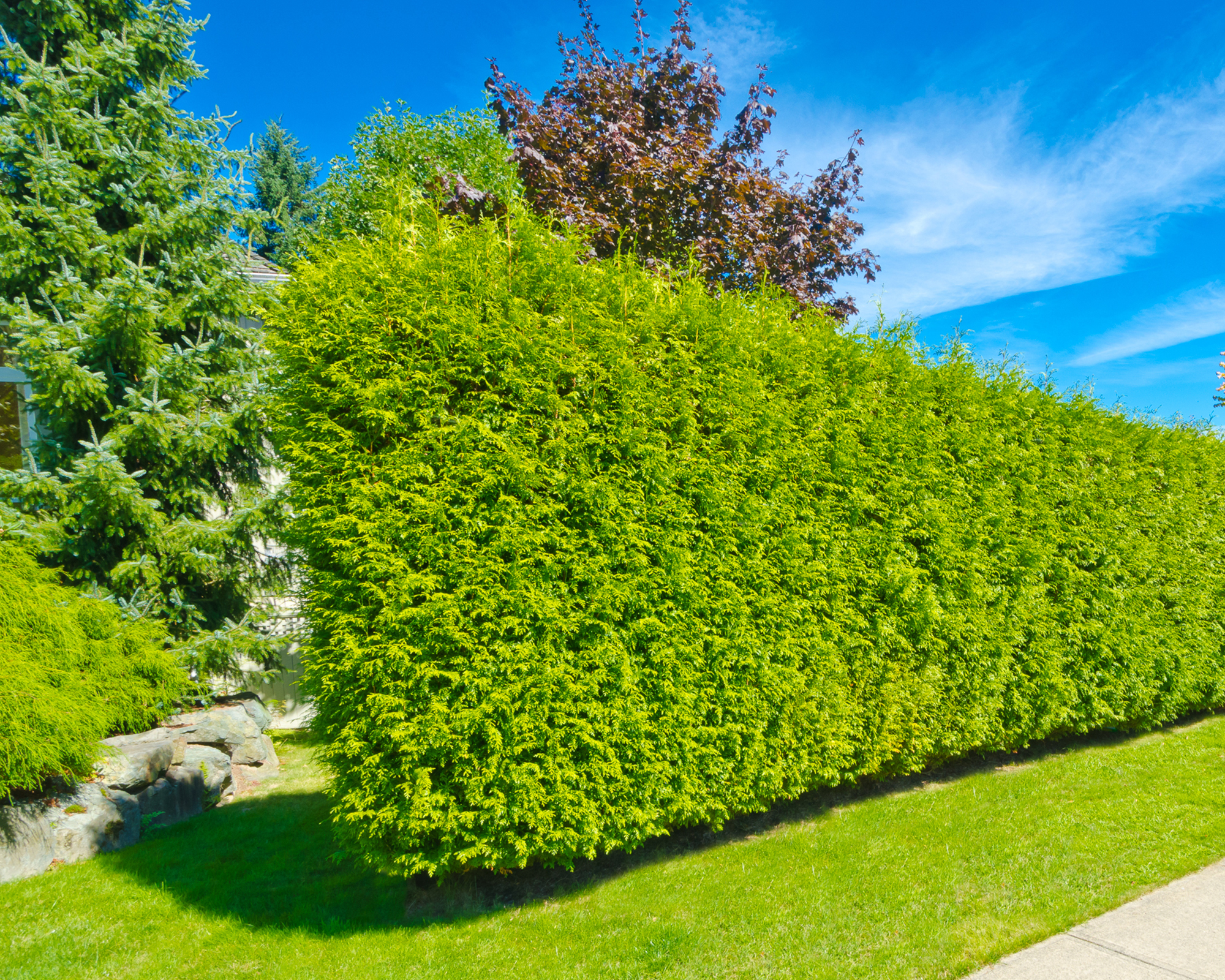 Hedge serving as green fence in front yard