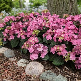 Brighter Blooms - Endless Summer Pop Star Bigleaf Hydrangea