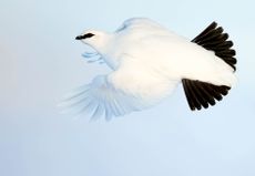 High-flying style: the ptarmigan is the fastest British grouse on the wing, with a large heart and long wings giving them extra ability.