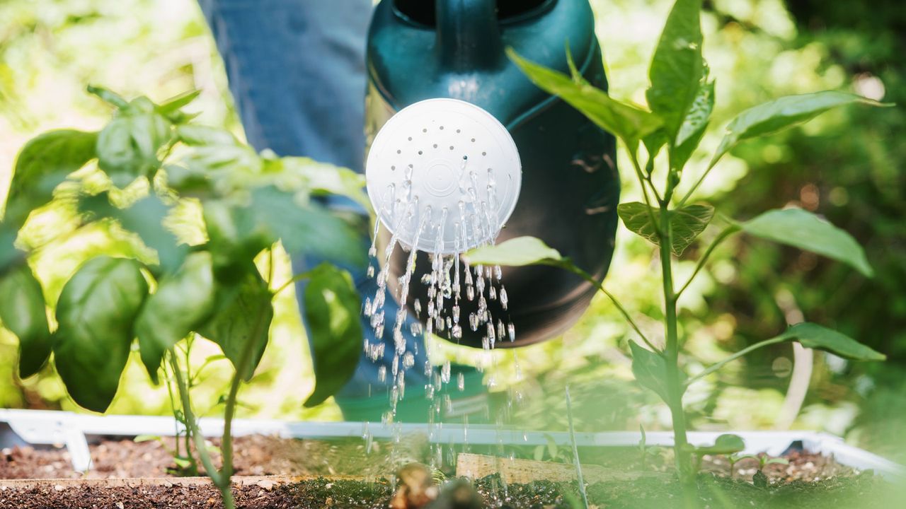 woman watering vegetables with watering can