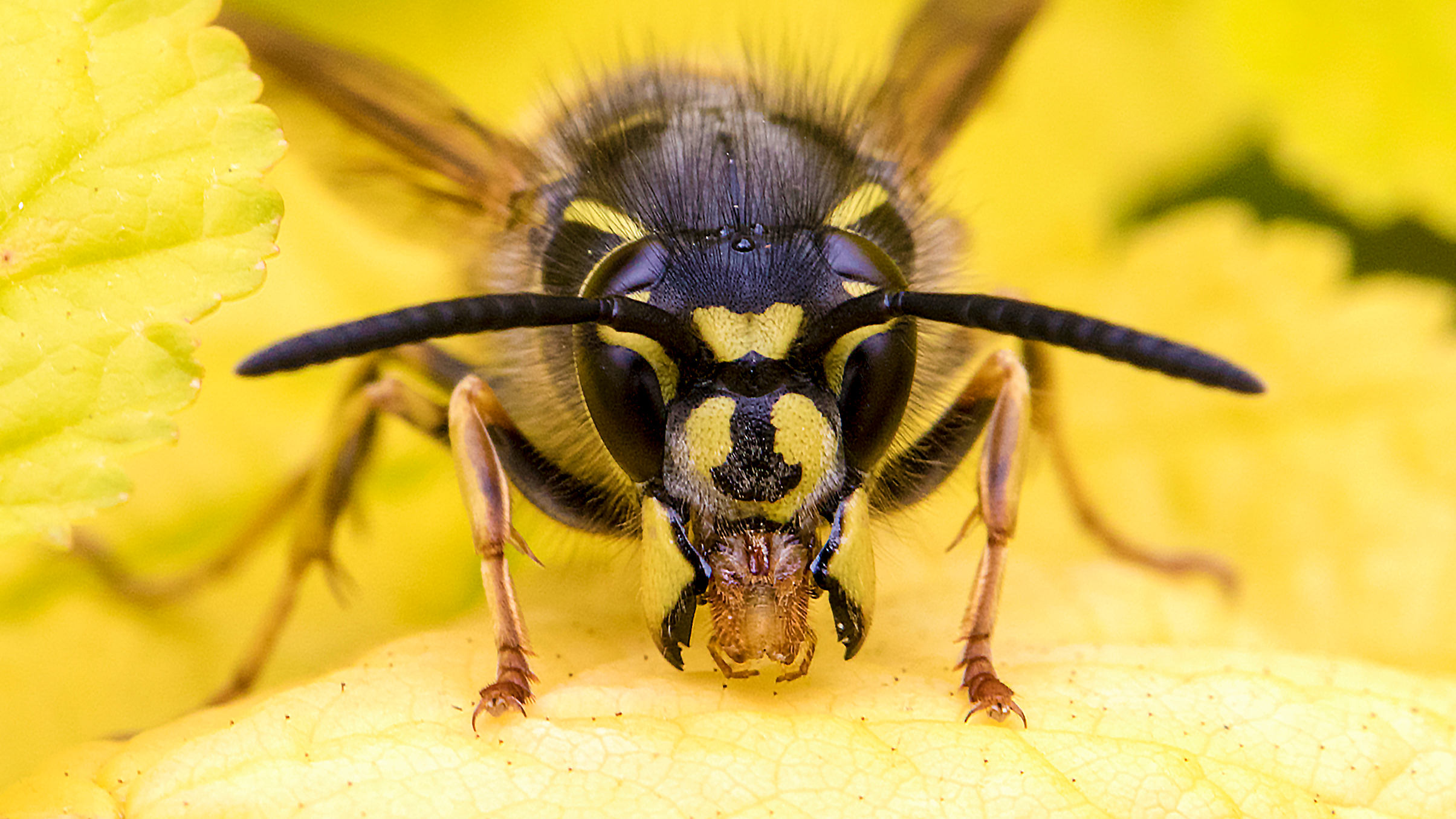 Close-up of a black and yellow wasp perched on a soft yellow leaf, showcasing its detailed face and antennae against a vibrant background
