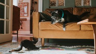 A black dog on a couch looking at a black cat on the floor