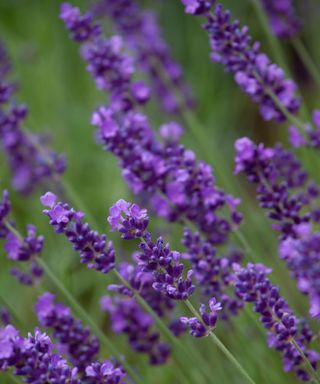 lavender hidcote