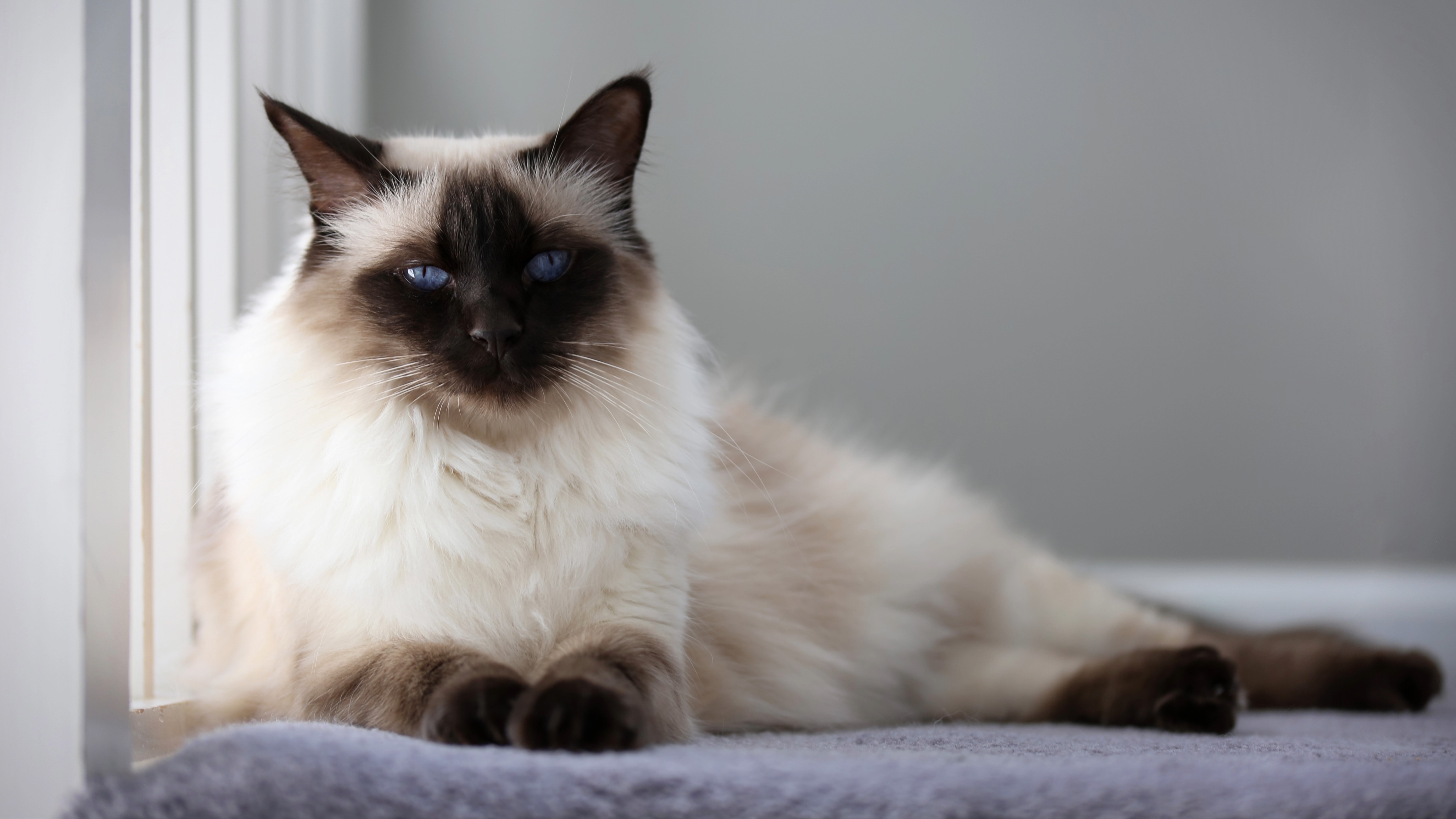 Chocolate Balinese Cat