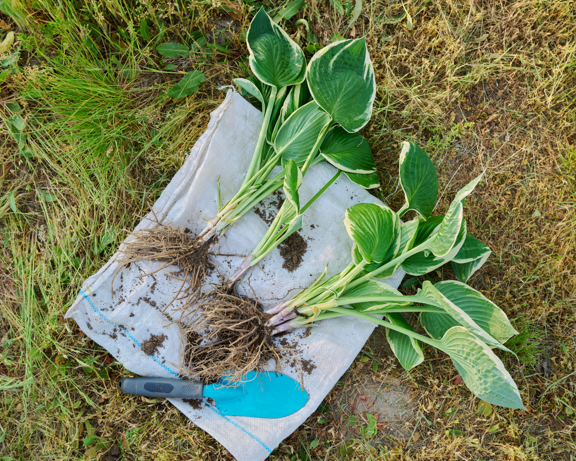 Dividing hosta with trowel