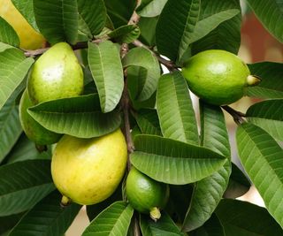 Three guava fruits developing on the branch of a guava tree