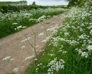 cow parsley on the side of a country lane