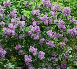 lilac bush in bloom