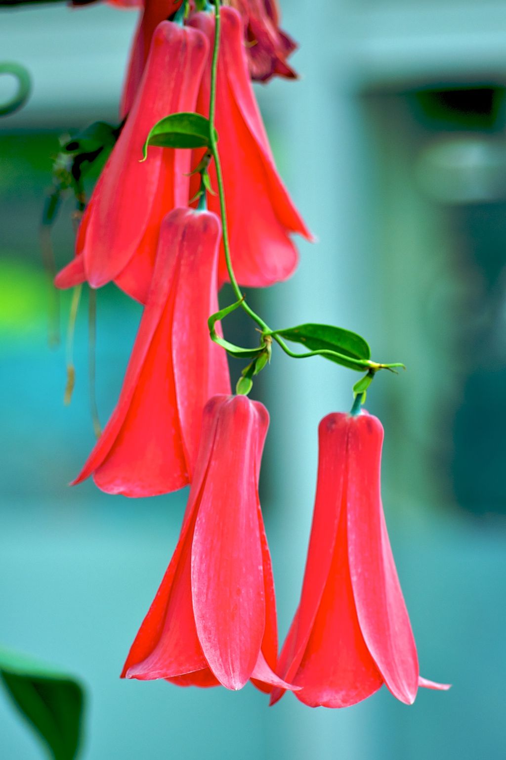 Best evergreen climbers10 evergreen climbing plants Homes & Gardens