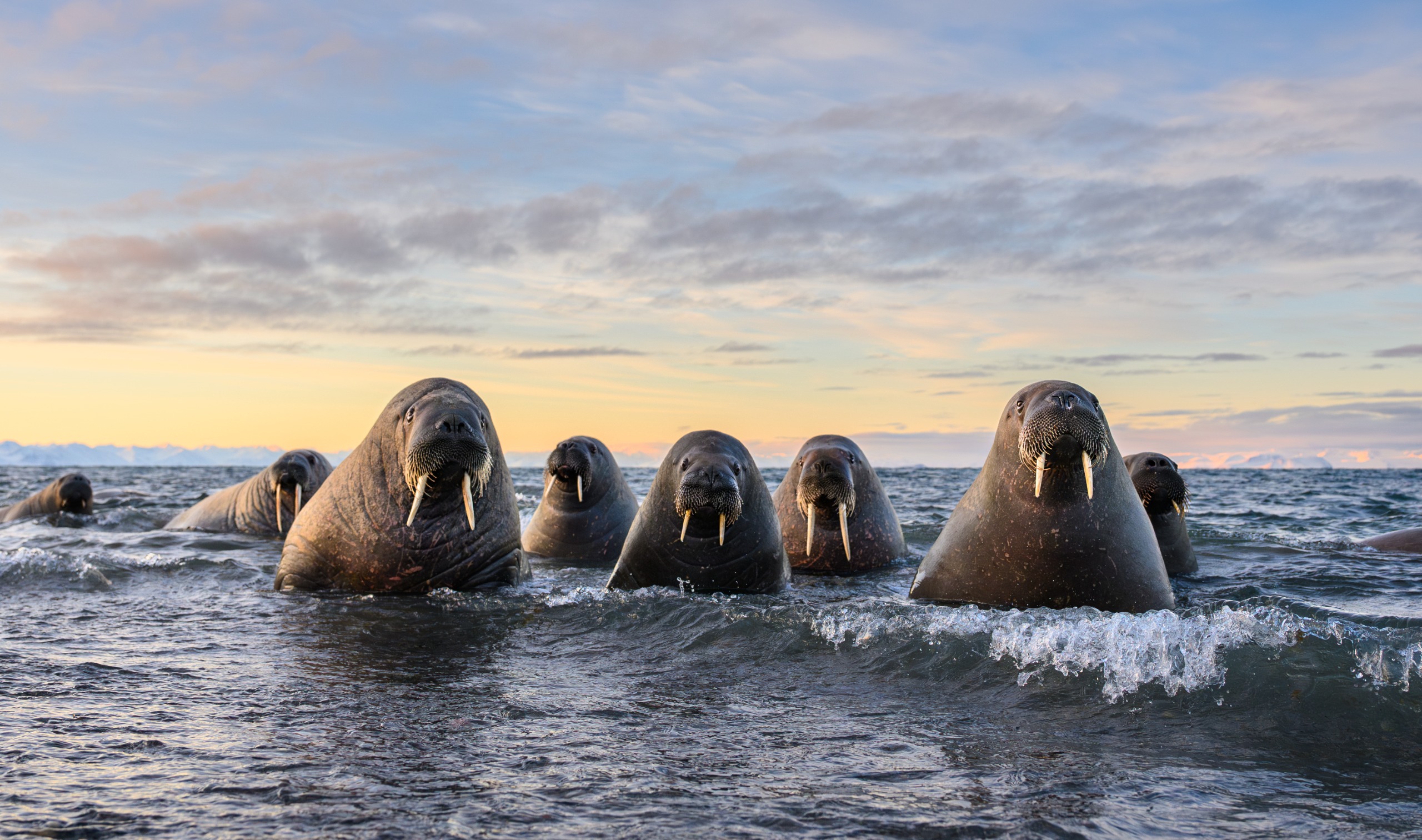 A group of walruses emerging from the sea on the coast of Svalbard in Norway.