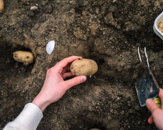 what to plant in January chitting potatoes in a container of soil