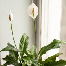 Peace lily