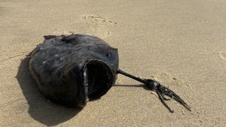 The Pacific footballfish lying sideways on the sand in Crystal Cove State Park in California.