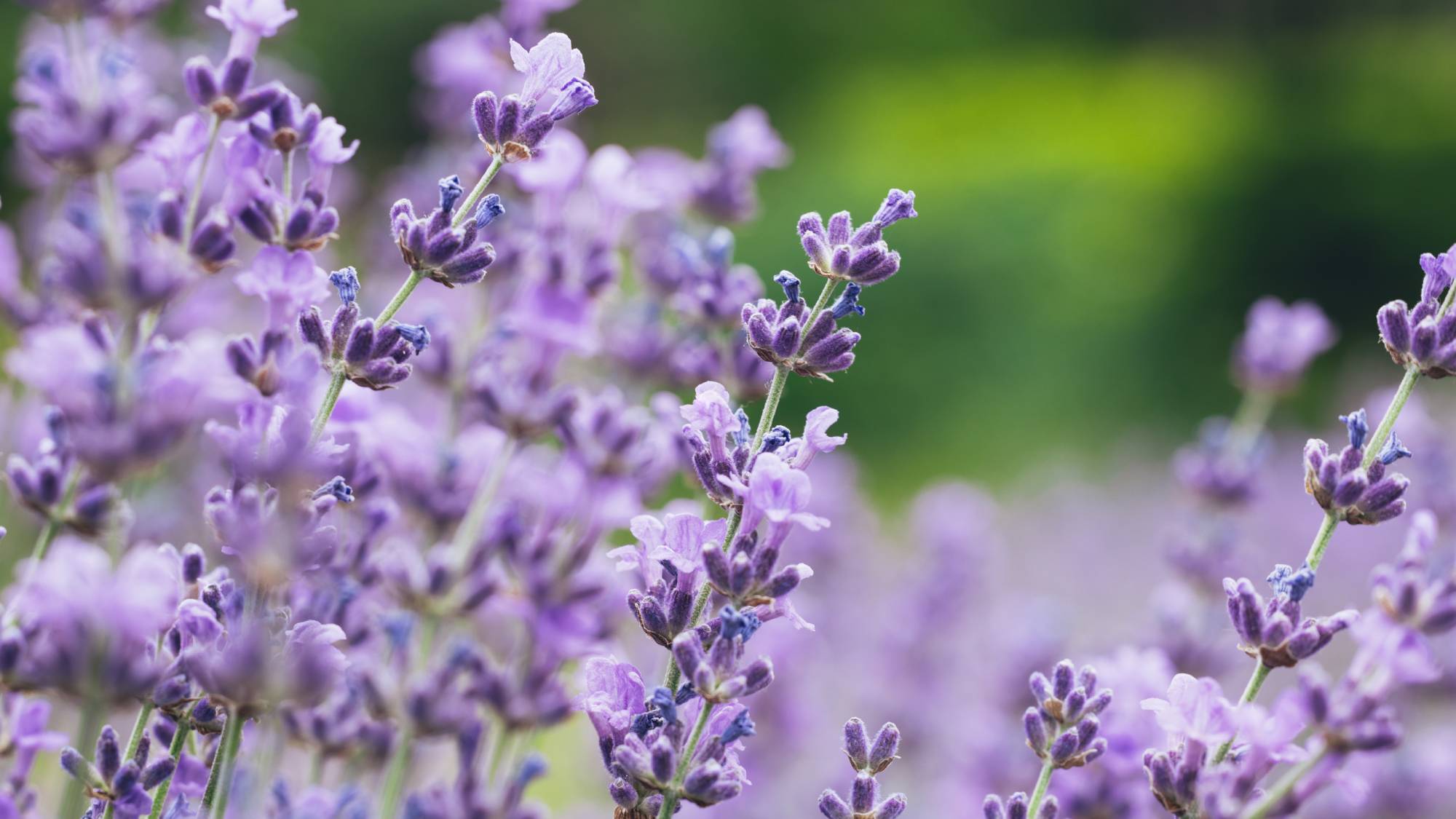 Light purple lavender blooms
