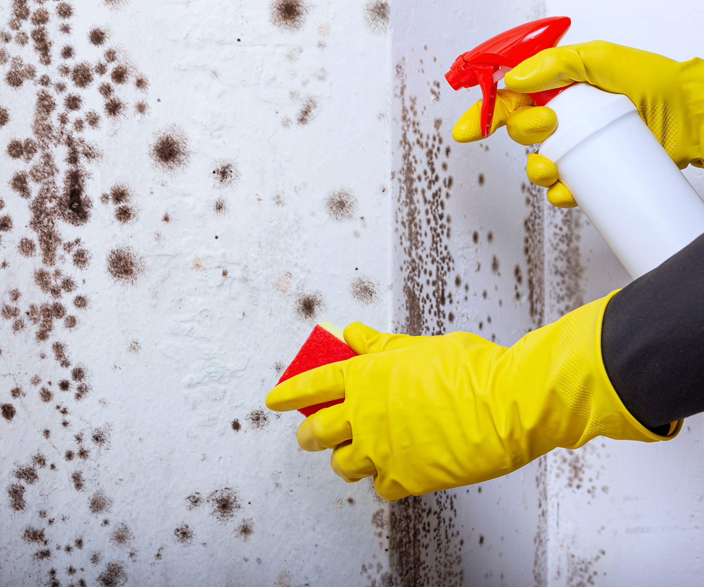hands with yellow rubber gloves holding a spray bottle cleaning black mould off walls