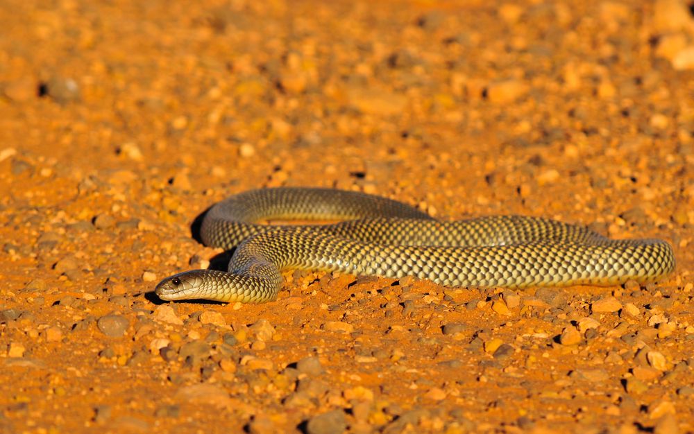 Facts About Brown Snakes Live Science