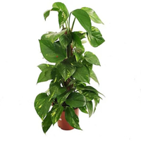 Golden Pothos 12cm pot, 10-20cm tall: £21.99 at B&amp;Q