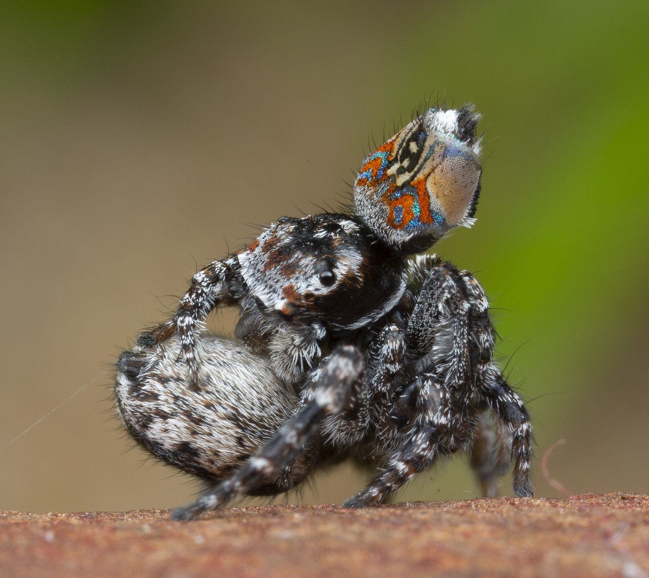 Maratus aquilus mating.