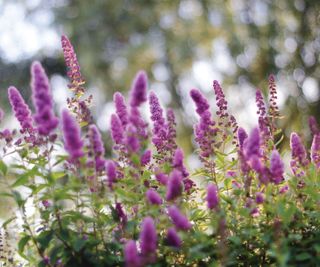 A pretty purple Buddleja/Buddleia plant, commonly known as the Butterfly Bush