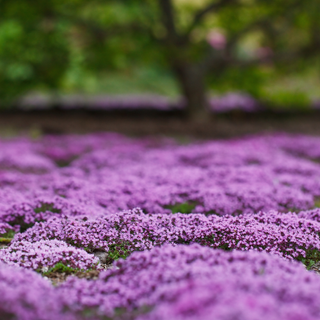 A field of purple creeping thyme