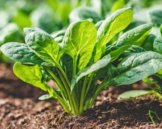 Spinach plants