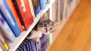 Kitten peeking out of bookshelf