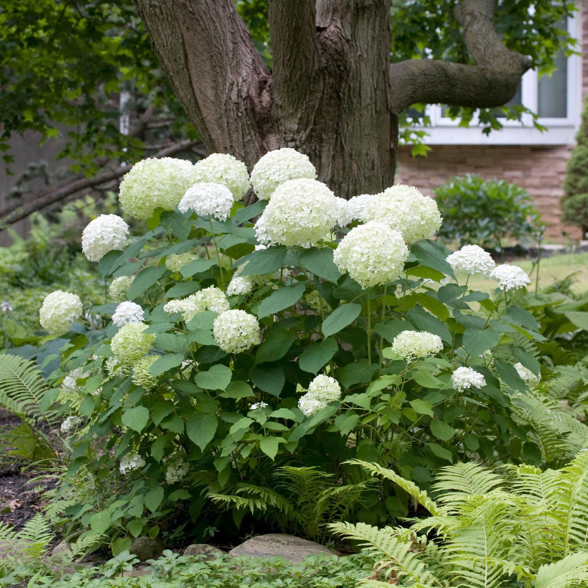 white hydrangea shrub