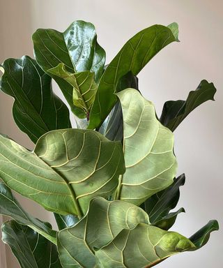 Close-up of green fiddle leaf fig leaves, which are wavy, veined and bright green, in front of white wall