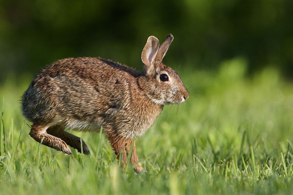 Rabbit Fever on the Rise in the US, CDC Says Live Science