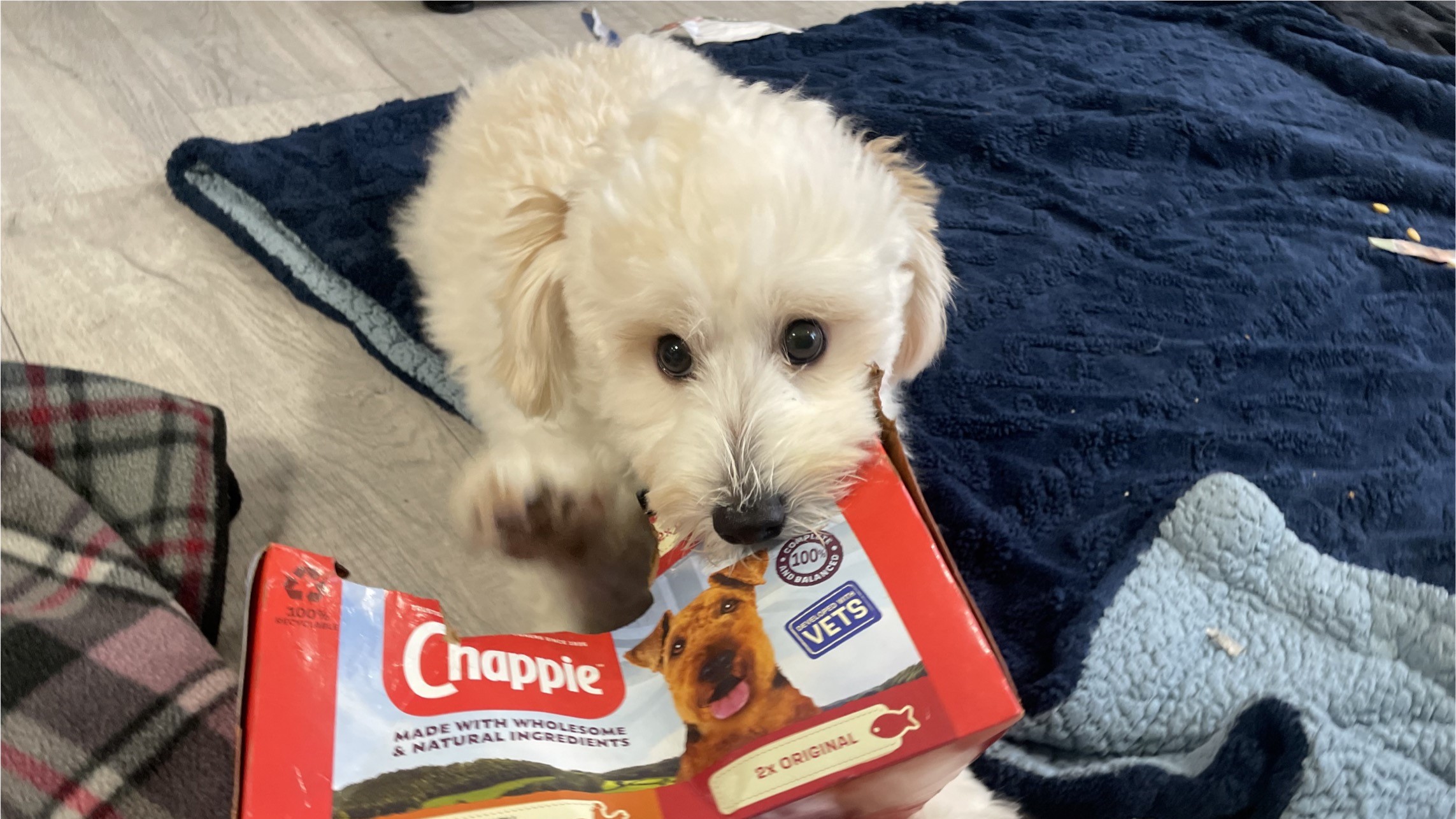 White fluffy rescue dog chewing on a packet of dog food