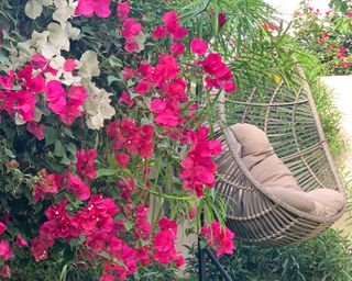 Bougainvillea in flower next to chair