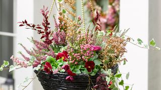 Autumn hanging basket with red and pink flowers