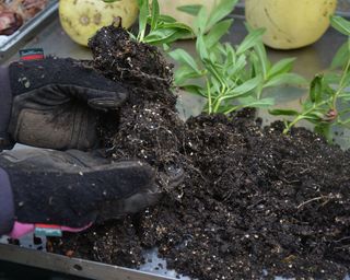 Healthy root development on penstemon cuttings