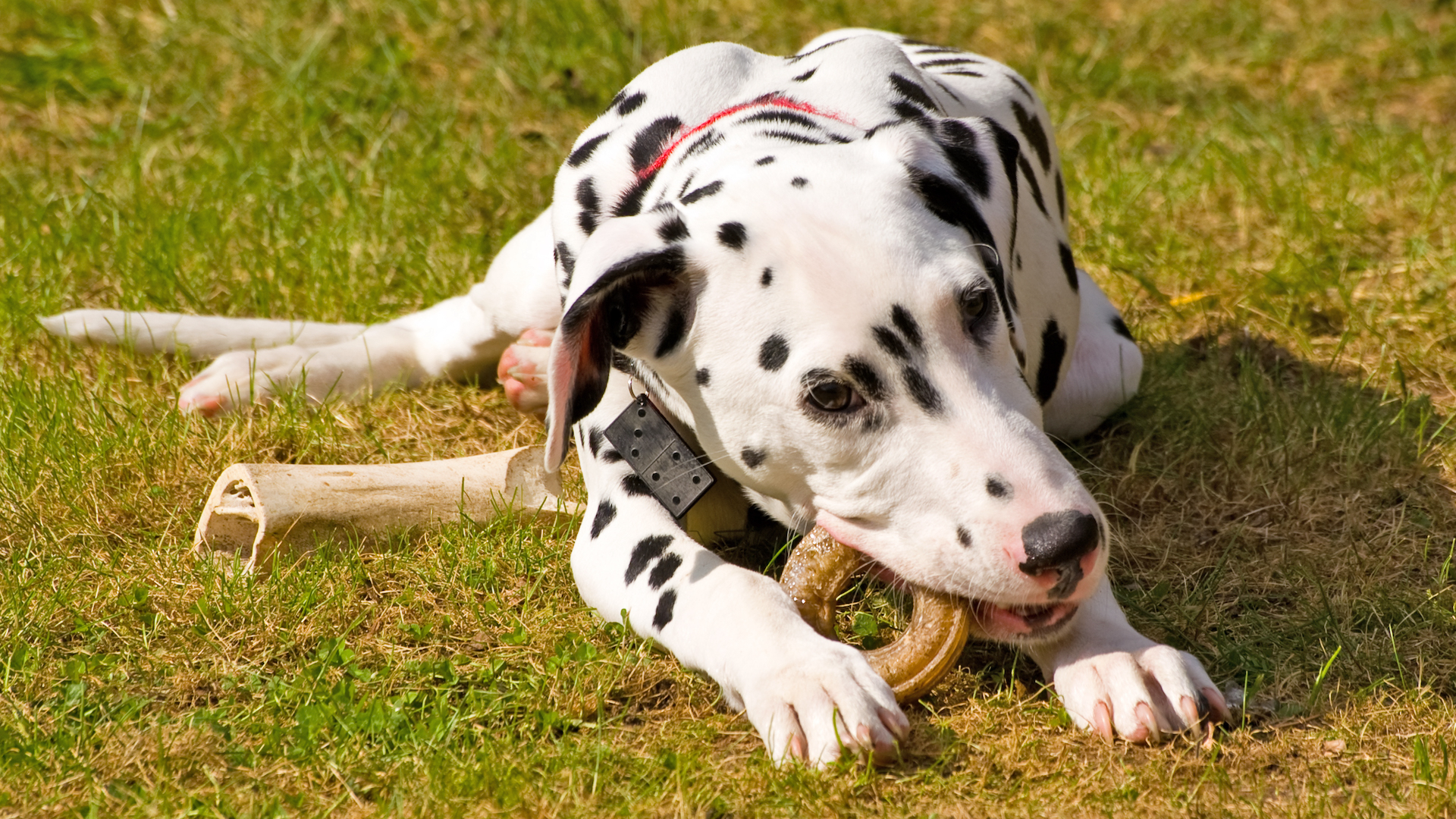 Dalmatian with chew toys