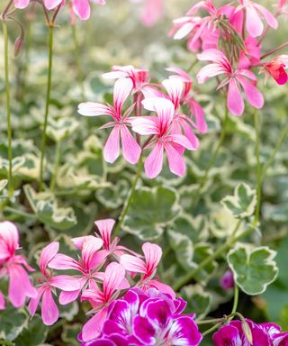 pink pelargoniums