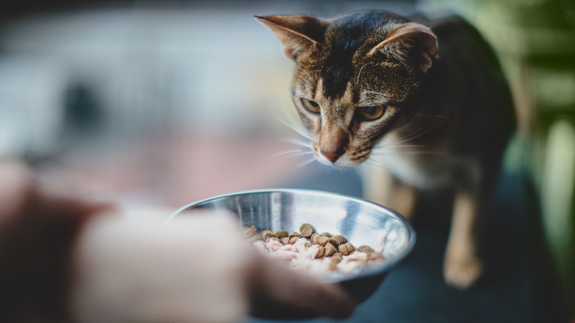 can inquisitive about food in wide metal bowl